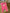 Lot 2 pyjamas 1 pièce velours bleu rose Sucre d'orge Mots d'enfants 3 mois fille