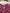 Robe Primark Fille - 3 mois / 6 mois - Bordeaux