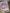 Lot 2 shorts fille velours Kiabi Vertbaudet 6 mois hiver