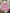 T-shirt Ikks fille rayé rose 2 ans manches courtes