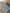 Robe fille Cyrillus bleu 9 mois mi-saison manches longues joli col