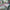 Chemisier fille Tommy Hilfiger vert fleuri manches longues mi-saison 18 mois