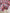 Short fille Monoprix imprimé floral rose 6 ans hiver
