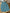Combishort fille Obaïbi turquoise motifs feuillage 3 ans fille